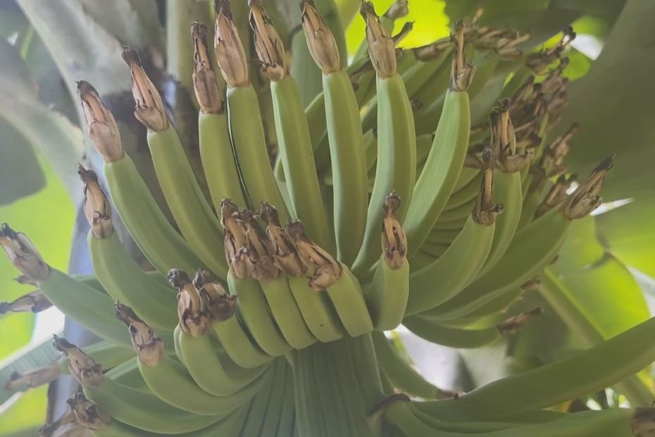 La filière banane de Guadeloupe perd 500 000 euros par an au profit de la diversification agricole en Martinique