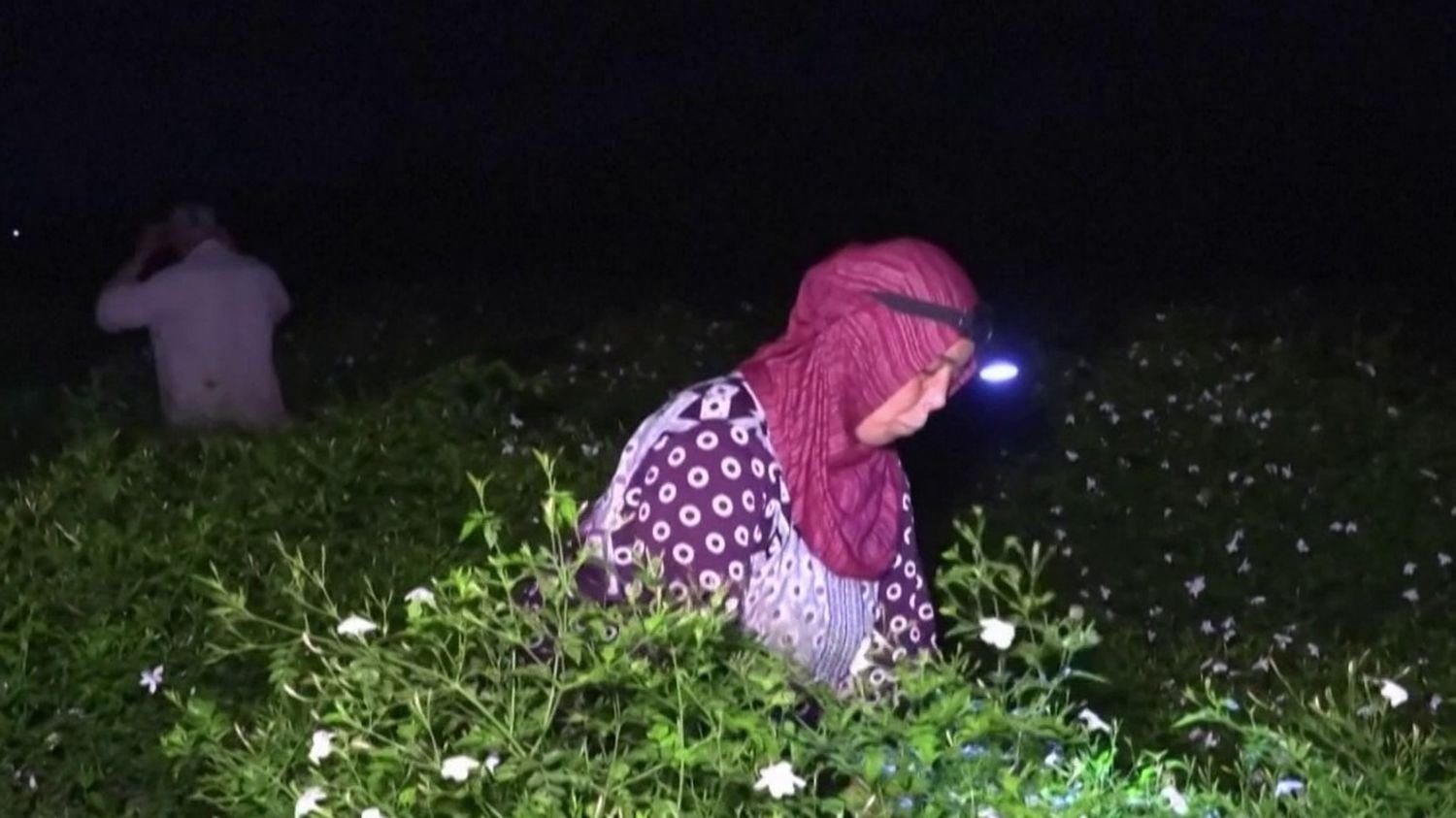 Egypte : la culture du jasmin en péril en raison de la sécheresse