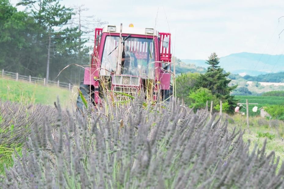 « Pour une fois, la canicule est une bonne chose ! » : quand l’Aude mise sur la culture de la lavande