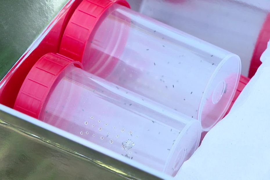 Loi Duplomb. Ces insectes pourraient remplacer l’acétamipride, le pesticide controversé