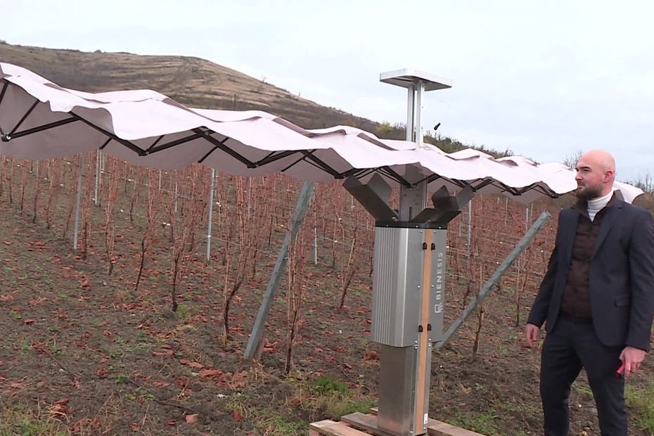 Givre, grêle, canicule : l’invention auvergnate révolutionnaire qui protège automatiquement les vignes