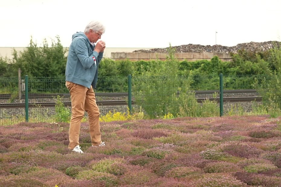 “Ces plantes sont là depuis des siècles, elles résistent à tout”, des semences d’espèces sauvages pour une végétalisation écologique