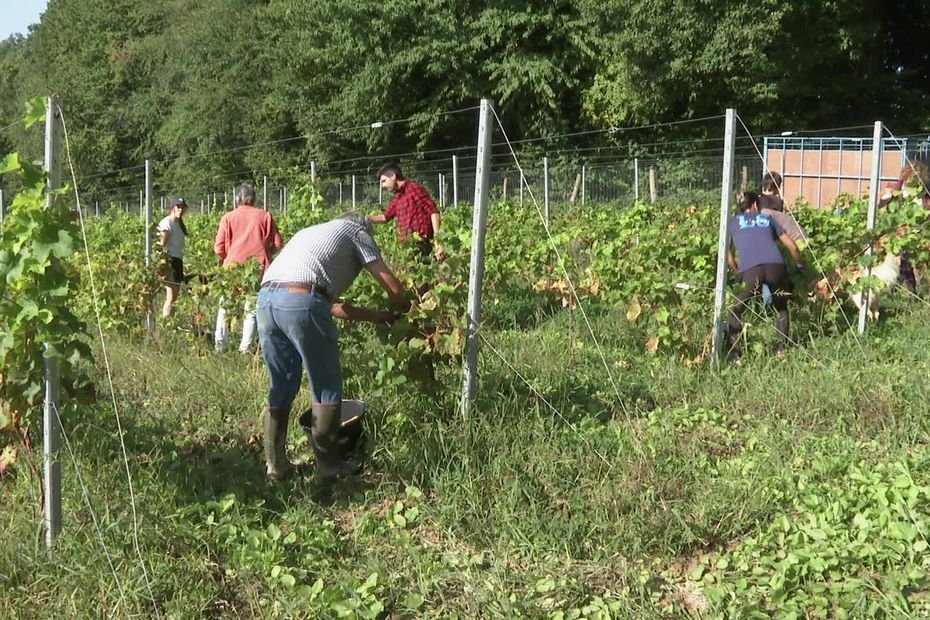 « Pour la première vendange, c’est très bien » : plus d’un siècle plus tard, une association tente de faire revivre le vignoble des Ardennes