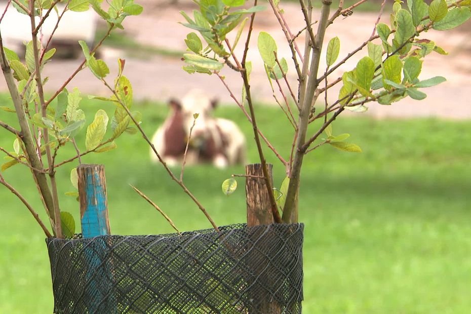« Retrouver ce savoir-faire disparu » : Ils récoltent des semences locales et sauvages pour planter des haies