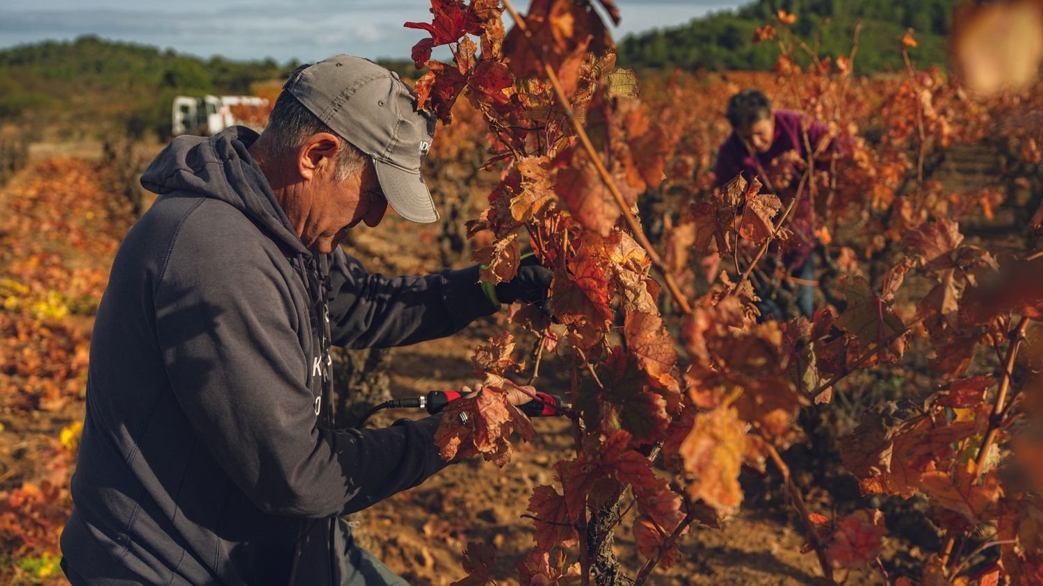 L’Etat annonce un plan de « sortie de crise » pour la viticulture avec une enveloppe de 130 millions d’euros pour soutenir l’arrachage