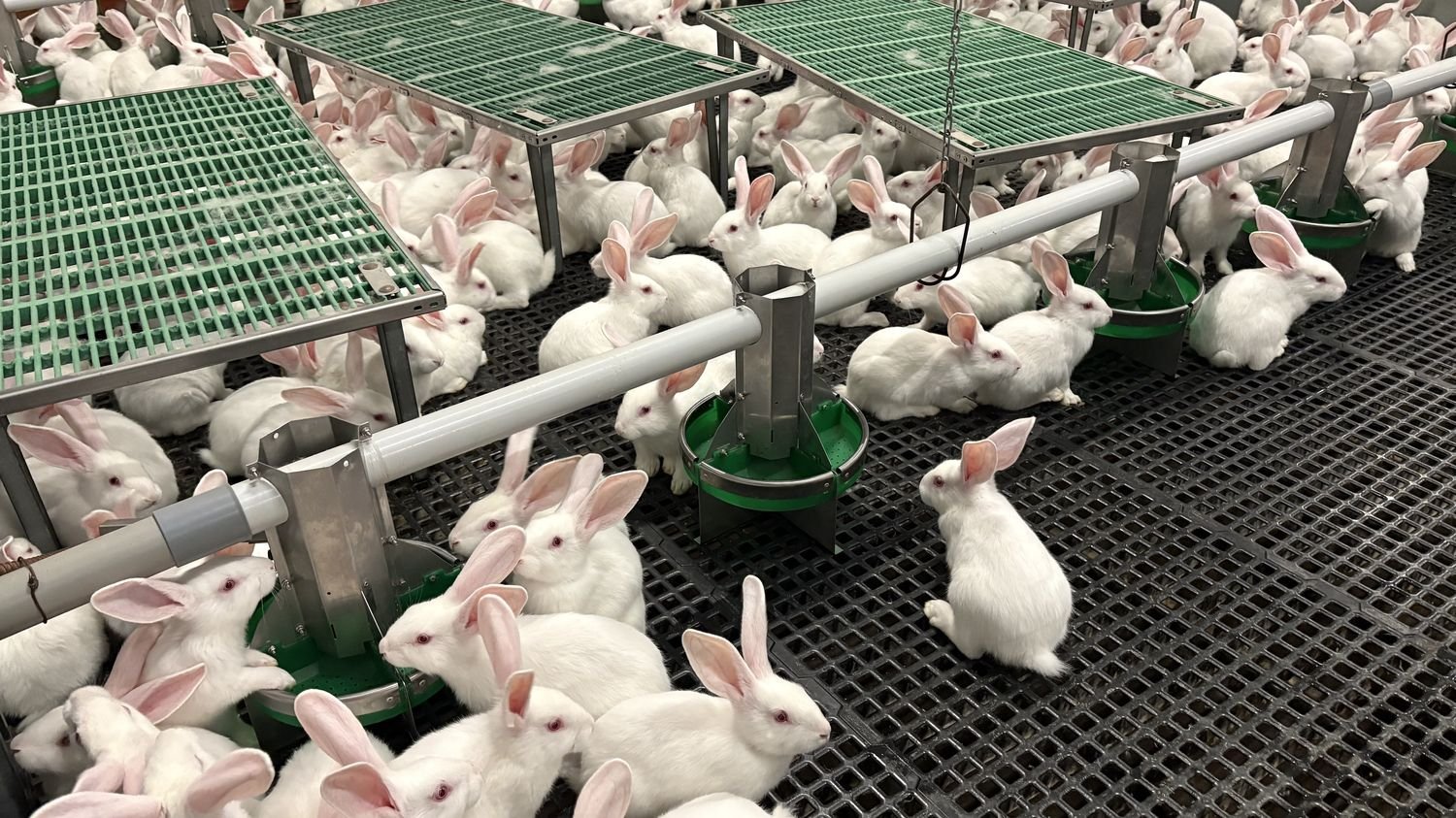 REPORTAGE. « On arrive à produire ce que nous consommons » : la filière française de l’élevage de lapins résiste aux importations, mais reste menacée
