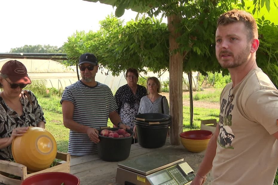 « On sait à quel moment on les a cueillis » : des fruits et légumes bio moins chers si vous les ramassez vous-mêmes