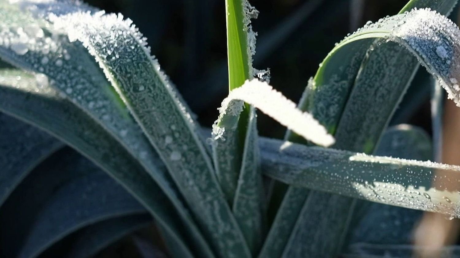 Grand froid : pourquoi les arboriculteurs craignent le redoux