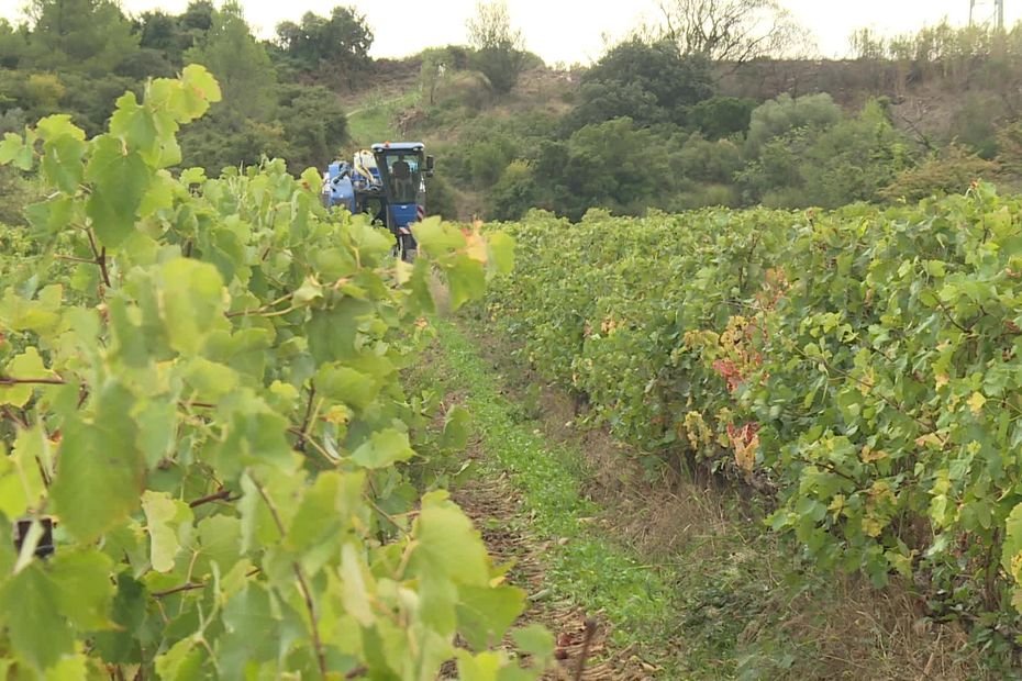 Crise viticole. « Les raisins sont là, c’est la place qui manque » : les vendanges commencent alors que les caves sont déjà saturées…d’invendus