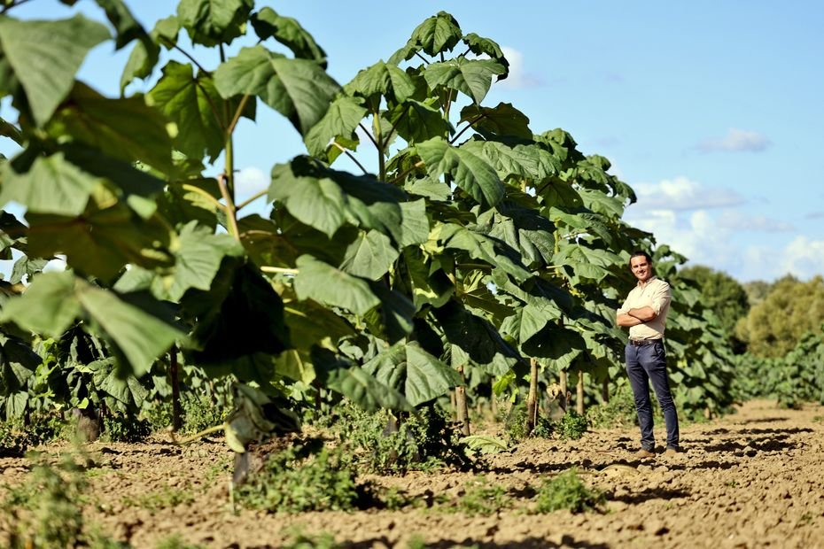 « C’est comme le bitcoin », le Paulownia, cet arbre « magique » qui pousse très vite et qui absorberait dix fois plus de CO2 est-il un bon investissement ?