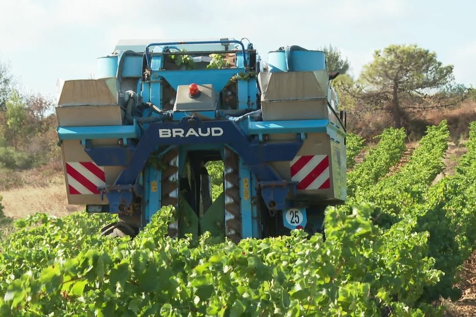 Incendie dans l’Aude : « On stocke pour avoir du vin pour nos clients », après le méga feu, des viticulteurs débutent les vendanges