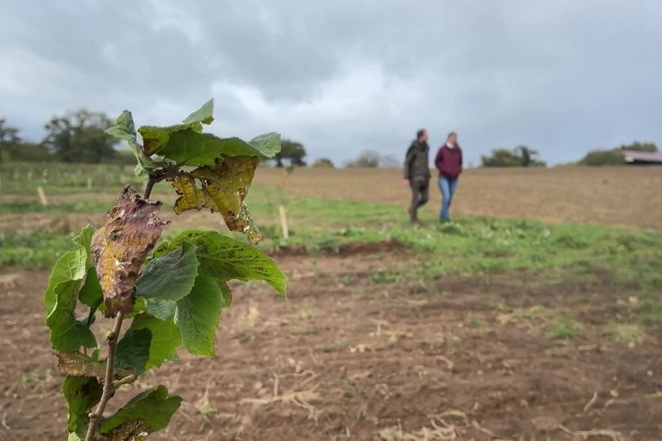 « Pourquoi on ne produit pas de noisettes dans le département ? » : en Creuse, des agriculteurs s’y mettent