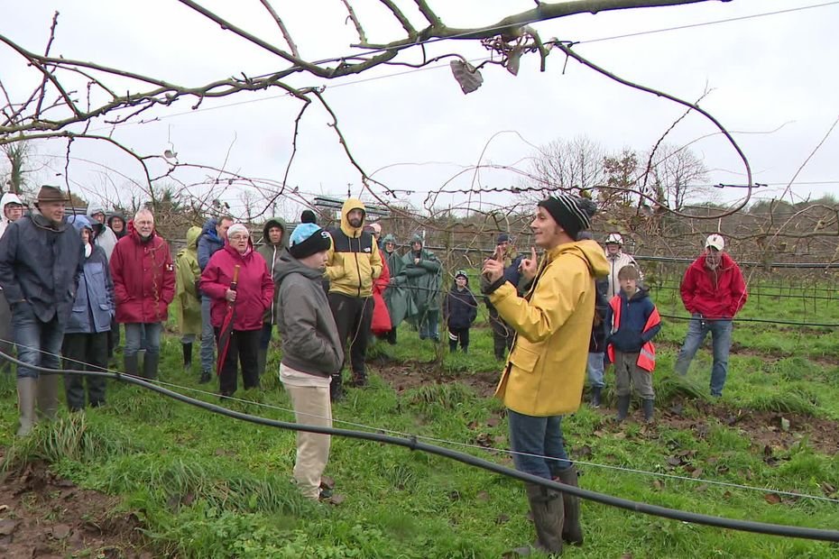 « Très bon, sucré et pas trop acide » : il récolte 800 kg de ce fruit inattendu en Bretagne