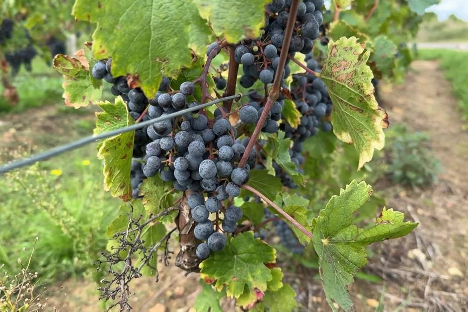 « On essaie de ne pas sortir » : les riverains des vignes désarmés face à la contamination aux pesticides