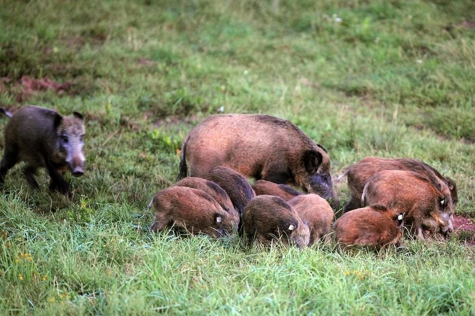 “Cette année, c’est une catastrophe” : trop de sangliers, des agriculteurs dénoncent une régulation insuffisante par les chasseurs