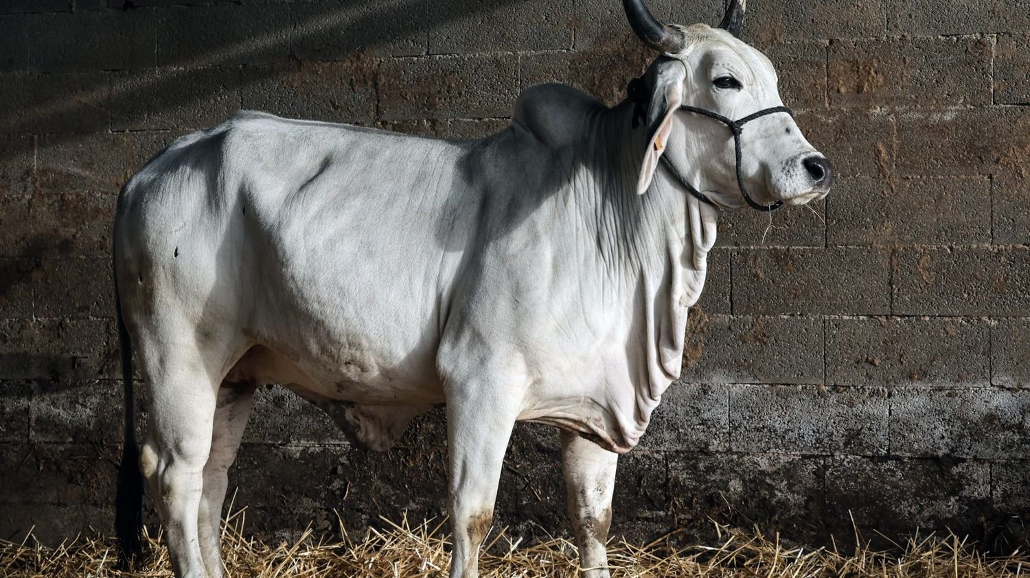 Biguine, la vache martiniquaise, égérie du salon de l’agriculture, est arrivée en métropole, en Haute-Saône, pour s’acclimater
