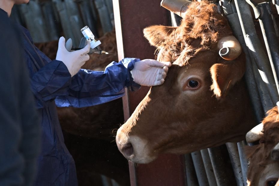 Dermatose nodulaire contagieuse : face au manque d&rsquo;informations et à la défiance agricole, « il faut transmettre des informations viables et vérifiées »