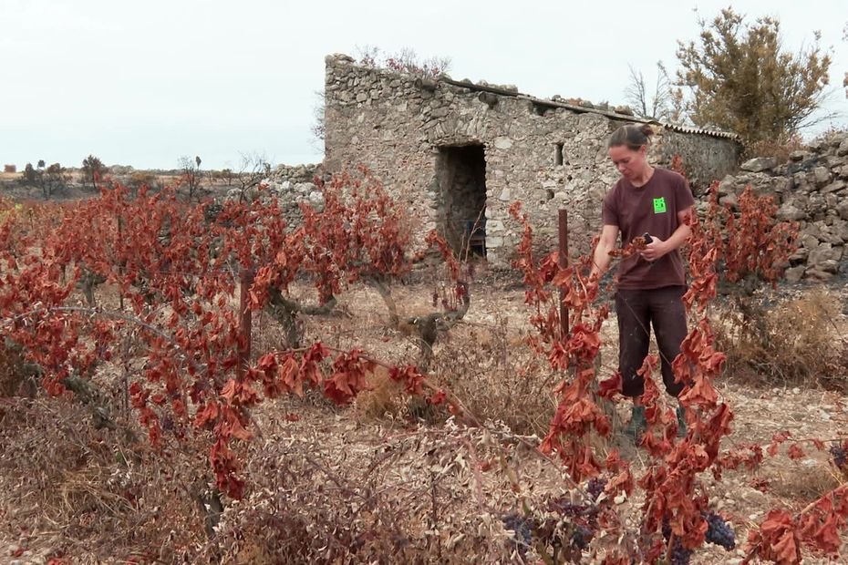 « On attend une réponse concrète » : suite aux incendies de l’Aude, le combat des agriculteurs pour obtenir des indemnisations
