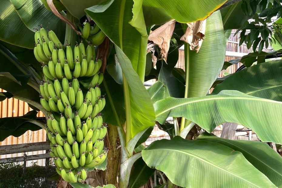 « J’imagine bien une banane de Noël flambée au rhum », un agriculteur se lance dans la culture bananière en Catalogne