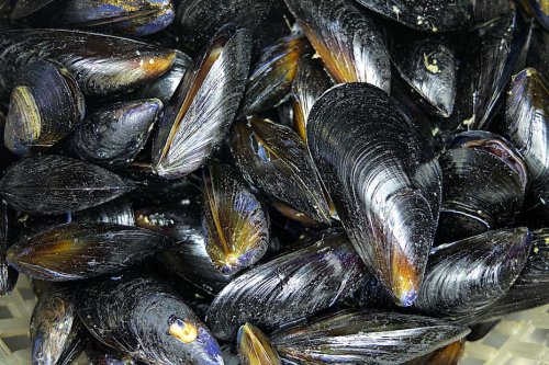 Charente-Maritime : des moules interdites à la vente en raison d'algues toxiques