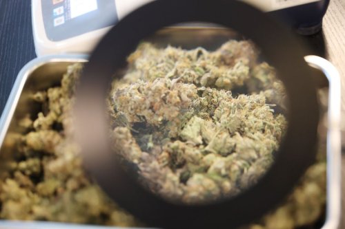 Saisies exceptionnelles des douanes : les policiers interceptent 2 857 kg de cannabis, pour environ 28 millions d'euros de marchandise