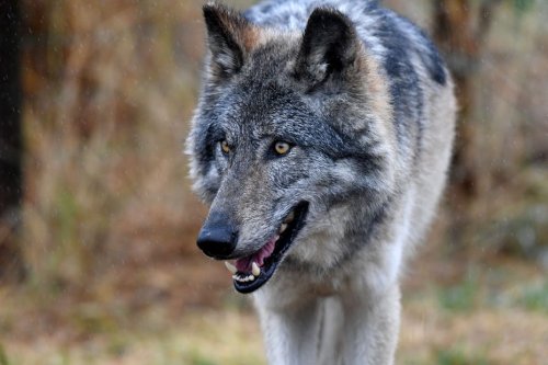 Saône-et-Loire : deux élevages attaqués par un loup