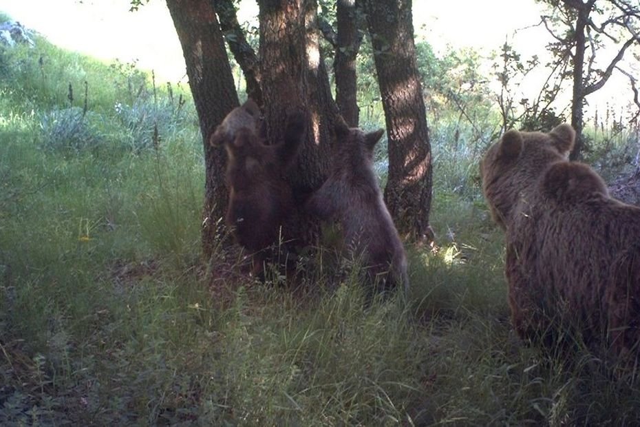 "Elle me bouffait la jambe, j'ai réarmé ma carabine et j'ai tiré" : les mots du chasseur jugé pour avoir tué un ours des Pyrénées