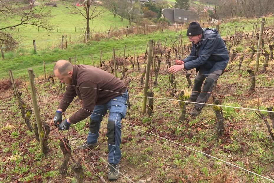 « Je prends le risque car ils le méritent » : viticulteurs en Savoie, ils dédient une cuvée à leurs ouvriers sans papiers