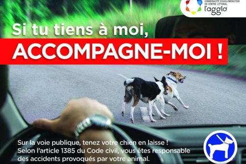 Des affiches pour lutter contre la divagation des chiens en Guyane