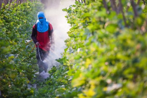 Cancer du pancréas et exposition aux pesticides : un lien de cause à effet pour l'explosion du nombre de cas en France ?