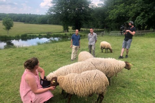 Animaux : le mouton solognot, découverte de cette race ovine ancienne mais costaud !