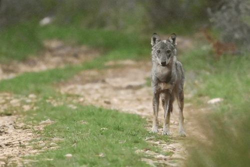 "C'est lui qui m'a choisi" : six ans qu'il espérait un face à face avec un loup, un photographe amateur raconte ce moment