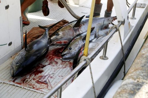 Un pêcheur de thon rouge condamné à 2500 euros d'amende à Toulon : il en avait relevé 1 tonne