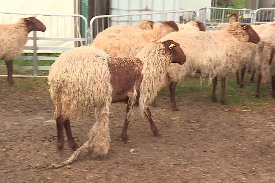 Ces moutons perdent leur laine, les éleveurs les emmènent prendre un bain pour lutter contre la gale