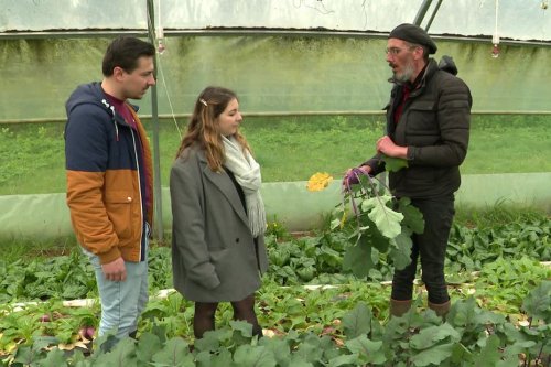 Des légumes bio et locaux distribués gratuitement aux femmes enceintes : "Cela incite à manger de bons produits"