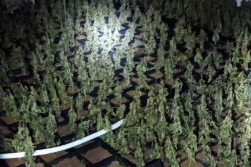 Drogue : cette petite forêt de marijuana qui poussait à l'ombre de la Sagrada Familia, une plantation clandestine démantelée à Barcelone