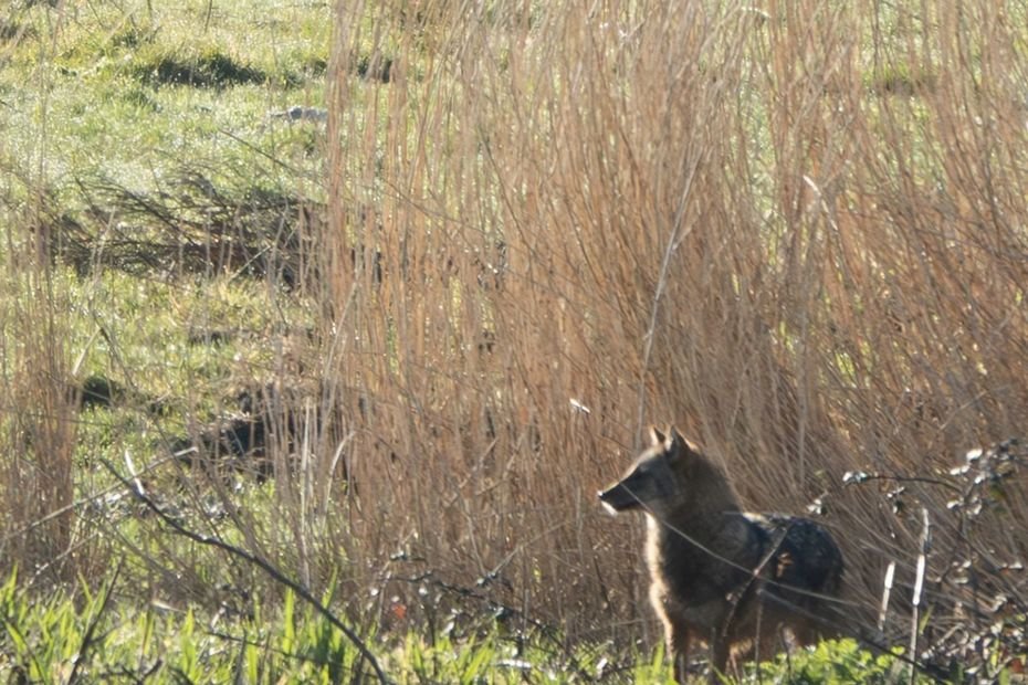 VIDÉO. Entre renard et loup, découvrez cette nouvelle espèce animale découverte en Normandie