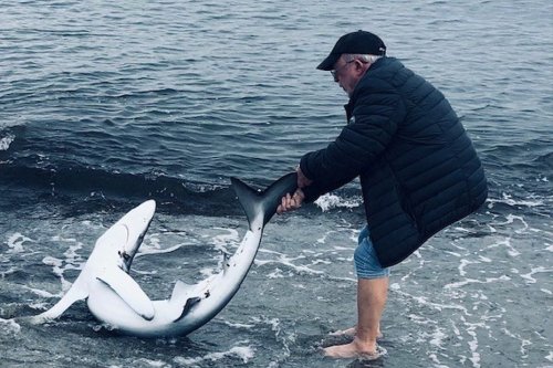 VIDÉO. "C’est exceptionnel dans la vie de quelqu’un", un homme de 75 ans remet trois requins bleus à l’eau sur la plage de Moriani