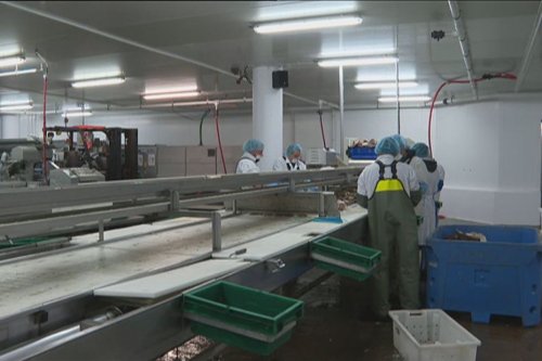 Reprise des activités prévue cet été pour l'usine de pêche de Miquelon avec la transformation du concombre de mer