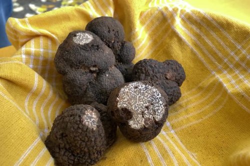 Les truffes de Lalbenque dans le Lot s'invitent pour la première fois au marché de Cahors