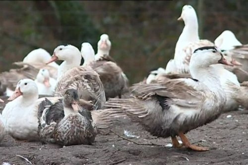 Recrudescence de la grippe aviaire en Vendée et Maine-et-Loire : les abattoirs de volailles pourraient bientôt être saturés