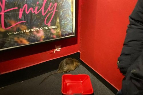 PHOTOS. Bassines : des animaux sauvages lâchés dans un cinéma lors d’une projection à Limoges