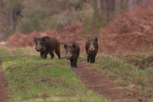 Surpopulation de sangliers. La quatre voies entre Rennes et Saint-Malo fermée dans les deux sens