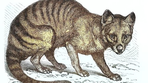 On a retrouvé de l’ARN du tigre de Tasmanie