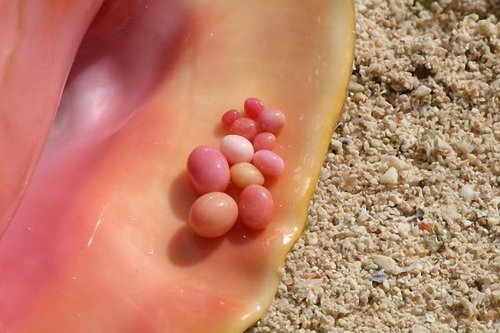La perle rose produite par le lambi, joyau de la nature et trésor caché des Caraïbes