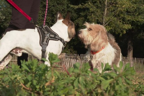 Des cours collectifs gratuits d'éducation canine proposés dans les parcs de Montpellier