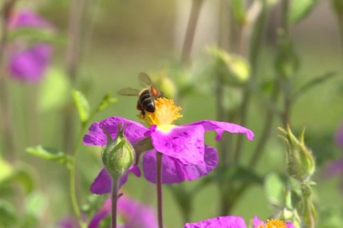 Allergies aux pollens : le pollinarium alerte les allergiques et les professionnels de santé