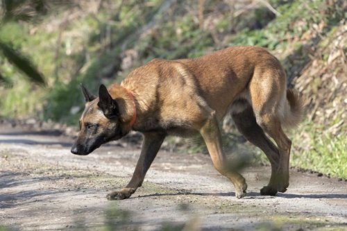 Toulouse : un chasseur jugé pour avoir abattu un chien errant