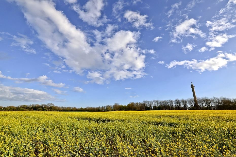 Menacé, avant un retour en grâce : pourquoi le colza reste indispensable pour les agriculteurs en Bourgogne