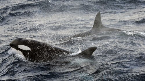 Une meute d'orques s'en prend au bateau d'un ancien skipper du Vendée Globe